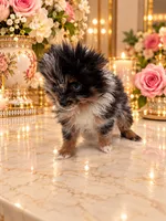 Tiny Alex, a male Pomeranian for sale in Orlando, FL – 2 of 6