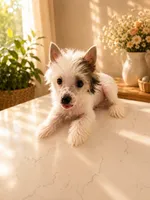 Diamond TOY SIZE, a male Chinese Crested for sale in Orlando, FL – 3 of 4