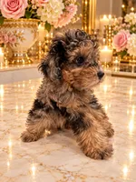 Chloe Red Phantom Merle, a female Poodle - Toy  for sale in Orlando, FL – 6 of 6