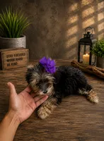 Nina small toy, a female Yorkshire Terrier for sale in Orlando, FL – 2 of 4