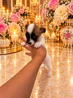 Mark , a male Chihuahua for sale in Orlando, FL – 4 of 6