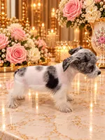 Diva GREEN EYES 3-color, a female Miniature Schnauzer for sale in Orlando, FL – 4 of 4