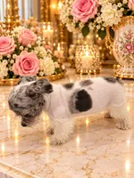 Diva GREEN EYES 3-color, a female Miniature Schnauzer for sale in Orlando, FL – 1 of 4