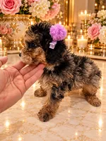 Chloe Red Phantom Merle, a female Poodle - Toy  for sale in Orlando, FL – 3 of 6