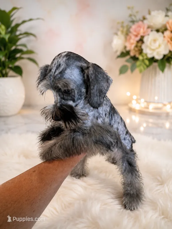 loui – Miniature Schnauzer puppy for sale in Orlando, FL