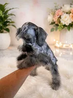 loui, a male Miniature Schnauzer for sale in Orlando, FL – 1 of 6