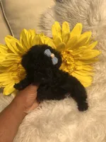 Loui tiny toy, a male Poodle - Toy  for sale in Orlando, FL – 3 of 9