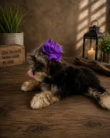 Nina small toy, a female Yorkshire Terrier for sale in Orlando, FL – 3 of 4