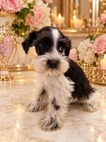 Godiva chocolate n white GREEN EYES, a female Miniature Schnauzer for sale in Orlando, FL – 1 of 5