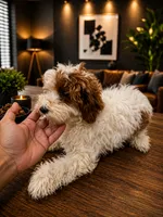 Kenzo white and red , a male Miniature Goldendoodle for sale in Orlando, FL – 2 of 5