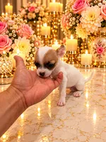 Hugo, a male Chihuahua for sale in Orlando, FL – 4 of 4