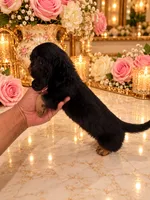 Enzo LONG HAIR, a male Miniature Dachshund for sale in Orlando, FL – 3 of 5
