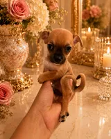 Fendi, a male Chihuahua for sale in Orlando, FL – 4 of 5