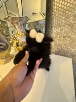Bruno, a male Pomeranian for sale in Orlando, FL – 2 of 6