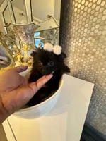 Bruno, a male Pomeranian for sale in Orlando, FL – 5 of 6