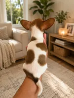 Pet, a male Chihuahua for sale in Orlando, FL – 4 of 5