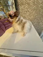 Layla, a female Pomeranian for sale in Orlando, FL – 5 of 5