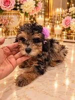 Chloe Red Phantom Merle, a female Poodle - Toy  for sale in Orlando, FL – 4 of 6