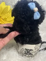 Loui tiny toy, a male Poodle - Toy  for sale in Orlando, FL – 2 of 9