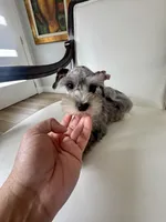 Candy, a female Miniature Schnauzer for sale in Orlando, FL – Photo 3 of 7