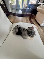 Candy, a female Miniature Schnauzer for sale in Orlando, FL – Photo 4 of 7