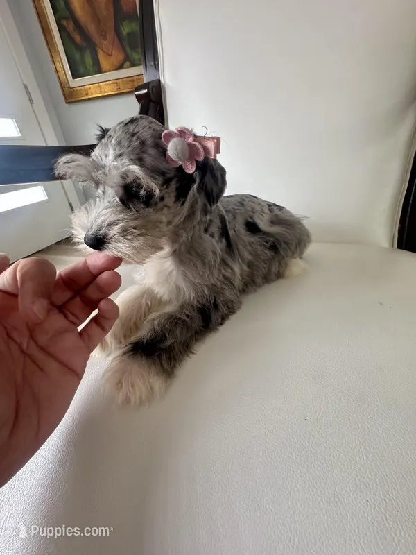 Candy blue merle  – Miniature Schnauzer puppy for sale in Orlando, FL