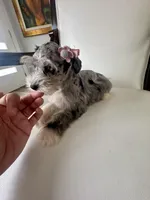 Candy, a female Miniature Schnauzer for sale in Orlando, FL – Photo 2 of 7