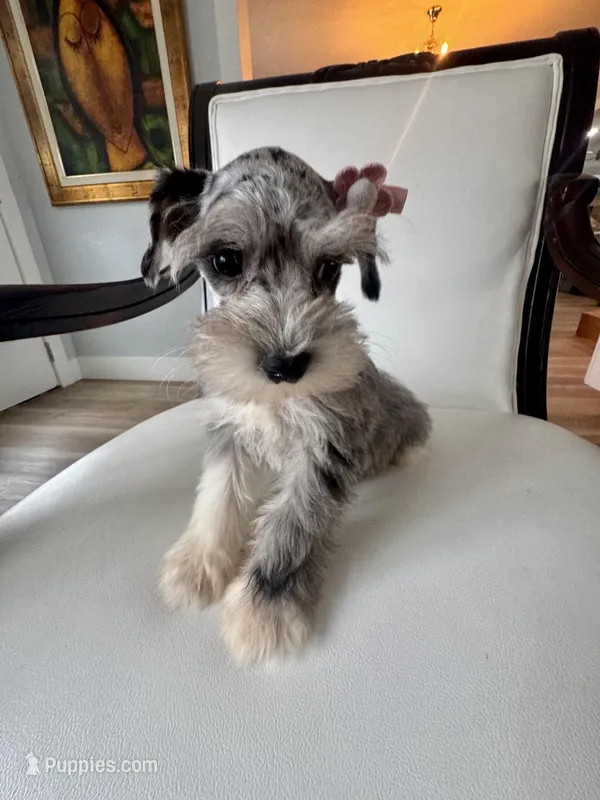 Candy, a female Miniature Schnauzer for sale in Orlando, FL – Photo 1 of 7