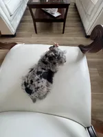 Candy, a female Miniature Schnauzer for sale in Orlando, FL – Photo 7 of 7