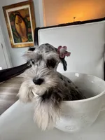 Candy, a female Miniature Schnauzer for sale in Orlando, FL – Photo 5 of 7