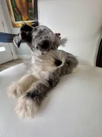 Candy, a female Miniature Schnauzer for sale in Orlando, FL – Photo 6 of 7