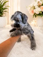 loui, a male Miniature Schnauzer for sale in Orlando, FL – 3 of 6