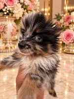 Tiny Alex, a male Pomeranian for sale in Orlando, FL – 6 of 6
