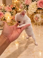 Nala, a female Chihuahua for sale in Orlando, FL – 2 of 5
