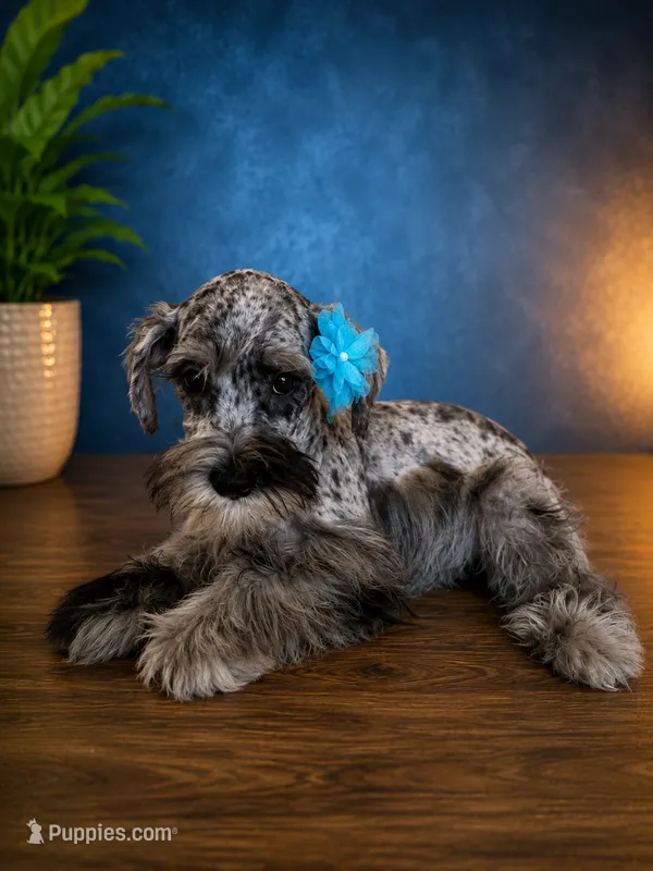 Hugo  tri color – Miniature Schnauzer puppy for sale in Orlando, FL