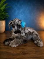 Hugo  tri color, a male Miniature Schnauzer for sale in Orlando, FL – 1 of 6