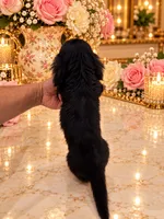 Enzo LONG HAIR, a male Miniature Dachshund for sale in Orlando, FL – 4 of 5