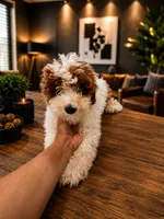Kenzo white and red , a male Miniature Goldendoodle for sale in Orlando, FL – 3 of 5