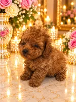 Sasha deep red, a female Poodle - Toy  for sale in Orlando, FL – 2 of 4