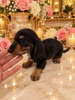 Enzo LONG HAIR, a male Miniature Dachshund for sale in Orlando, FL – 2 of 5