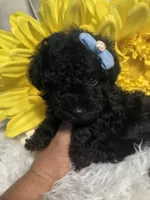 Tiny Ebony, a female Poodle - Toy  for sale in Orlando, FL – 7 of 7
