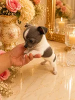 Loui, a male Chihuahua for sale in Orlando, FL – 2 of 4