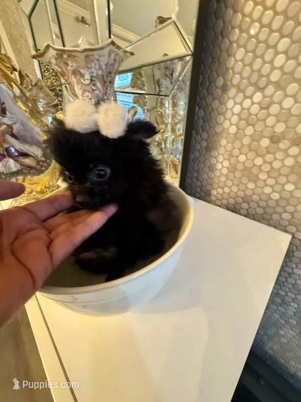 Bruno – Pomeranian puppy for sale in Orlando, FL