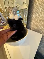 Bruno, a male Pomeranian for sale in Orlando, FL – 1 of 6
