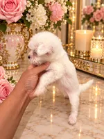 Tiny Star, a female Chinese Crested for sale in Orlando, FL – 3 of 4