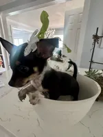 Tiny Ebony, a female Chihuahua for sale in Orlando, FL – 5 of 5