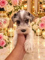 Hugo tricolor merle BLUE eyes, a male Miniature Schnauzer for sale in Orlando, FL – 3 of 5