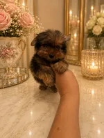 Jordi Chocolate color, a male Yorkshire Terrier for sale in Orlando, FL – 6 of 6