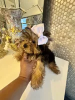 Tiny Rose, a female Yorkshire Terrier for sale in Orlando, FL – 5 of 5