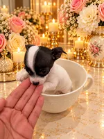 Charlie, a male Chihuahua for sale in Orlando, FL – 1 of 5